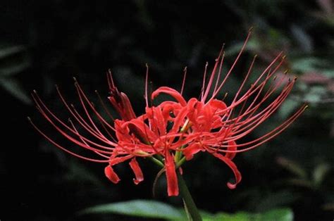 代表死亡的花|【代表死亡的花】揭秘「代表死亡的花」：彼岸花、曼。